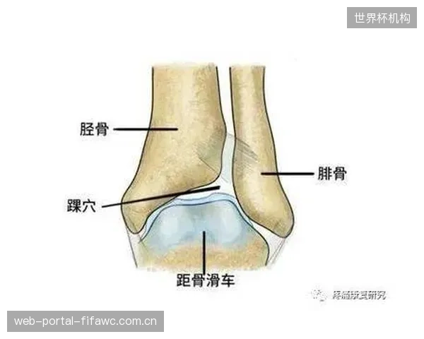 香港体院生物力学报告揭示,双层十字龙骨结构显著降低运动员踝关节的剪切应变 香港体院生物力学报告揭示,双层十字龙骨结构显著降低运动员踝关节的剪切应变